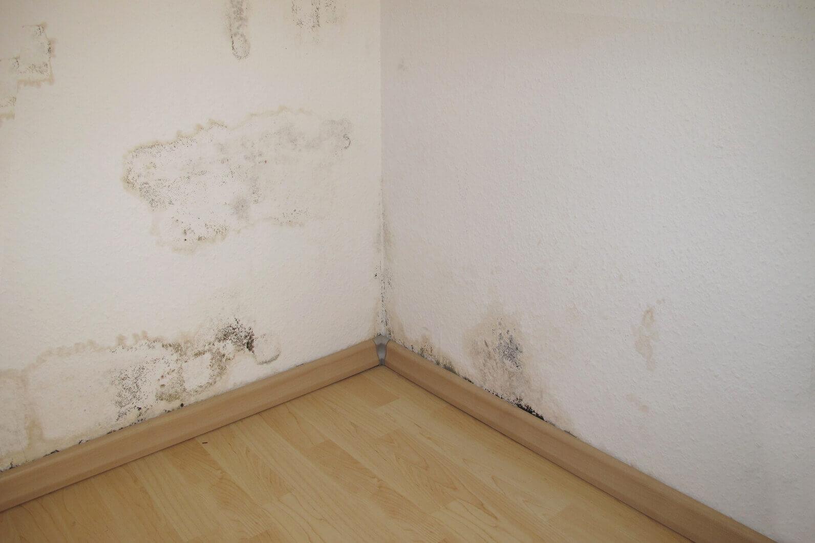 Trattamento Anti-Muffa - Foto 1